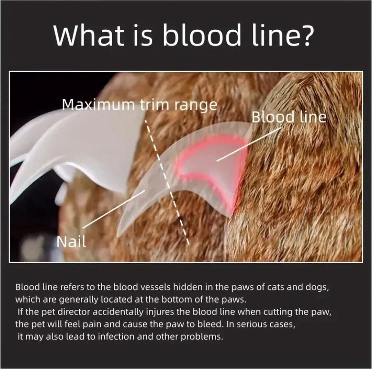 Huisdier nagelknipper - LED lampje - Opvangbakje - Honden nagelknipper - Veilig Knippen - RVS - Wit