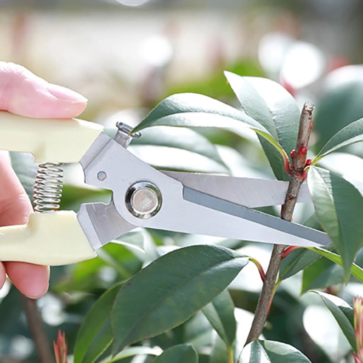 Snoeischaar roestvrijstaal - Tuingereedschap - Ideaal voor Bloemen en Planten - Snoeien en trimmen - 19,3 * 4.8cm